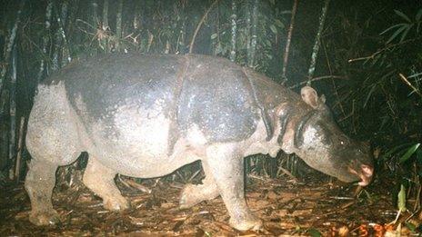 A Javan rhino is captured on camera in Vietnam's Cat Tien National Park (Image: WWF Greater Mekong)