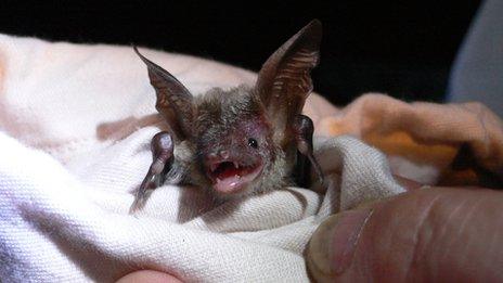 A rare Bechstein's bat found in the New Forest