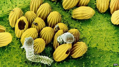 Caterpillars hatching from the eggs of the large white butterfly