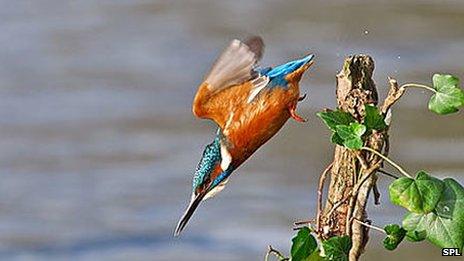 kingfisher