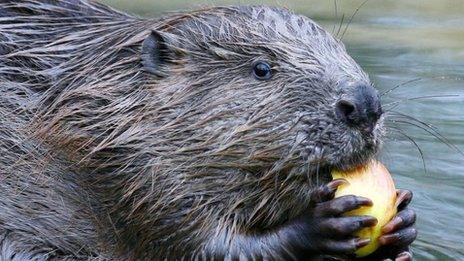 A beaver