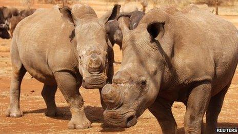 Rhinos in Kruger National Park,SA, file