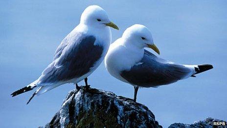 Kittiwakes [Pic: RSPB]