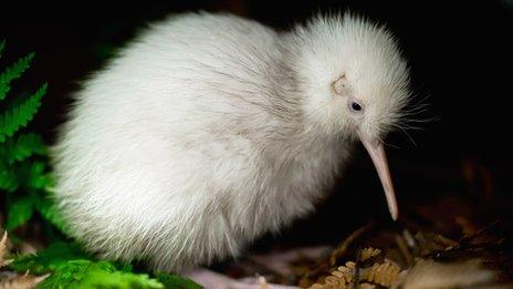 Manukura in pen (Credit: Getty Images)