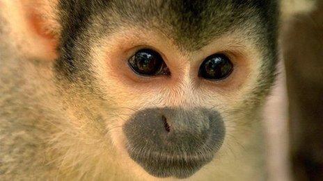 A monkey at Chessington Zoo