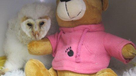 Baby barn owl at Secret World Wildlife Rescue Centre in Somerset