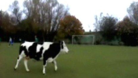 Cow on pitch