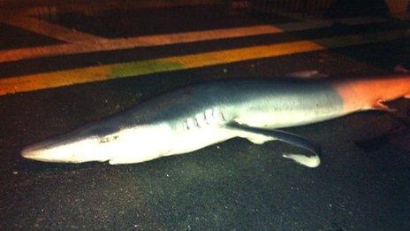 The blue shark in Aberystwyth