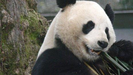 Yang Guang with bamboo Pic: Alison Maclean