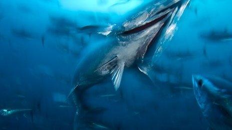 Bluefin tuna