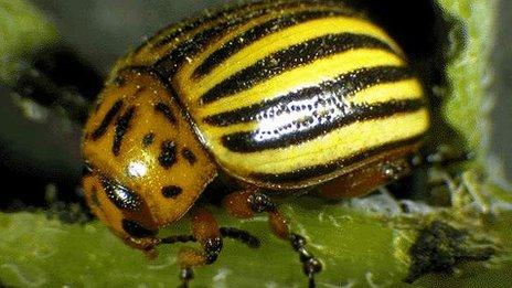 Colorado potato beetle (Image: C. Trouve/SRPV/Cabi)