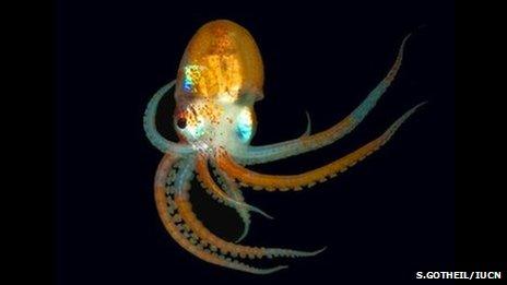 Octopus (Credit: S.Gotheil/IUCN)