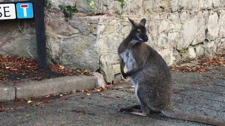 The escaped wallaby