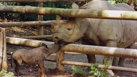 An eight-day-old baby black rhino with its dad at San Francisco Zoo