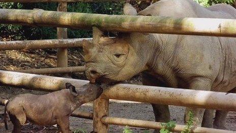 black rhino mother and baby