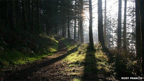 Granner Wood in Powys