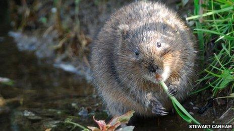 A water vole in Dorset