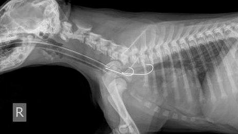 X-ray of fishing hooks inside dog