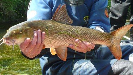 A barbel