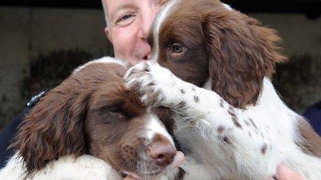 Springer Spaniel puppies Norman (left) and Woody with PC Adrian Lang