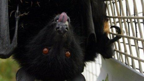 Fruitbat at Durrell