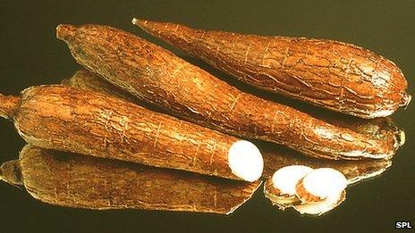 Cassava roots