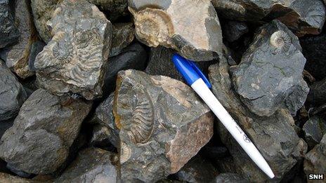 Smashed fossils on Skye