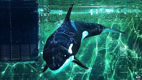 Morgan - killer whale