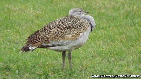 Great bustard on farmland owned by The National Trust near Langton Matravers in south Purbeck by Angela Peters, National Trust