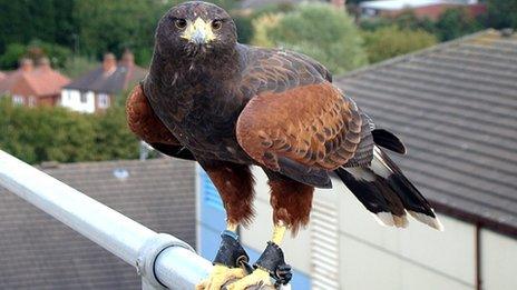 Harris hawk on the roof of the Royal Derby Hospital