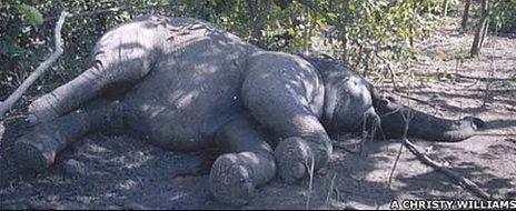 Poisoned elephant