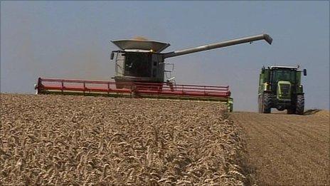 Combine harvesting wheat