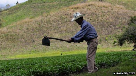 Farmer hoeing the land in Nicaragua. Photo N Palmer/CIAT