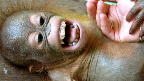 Tickled orangutan (M Davila-Ross)