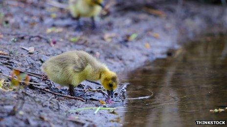 Water, duckling