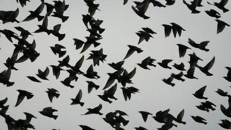 Flock of starlings