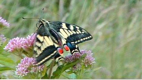 A Swallowtail butterfly sitting on clover