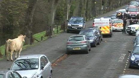 The bull in Darlington