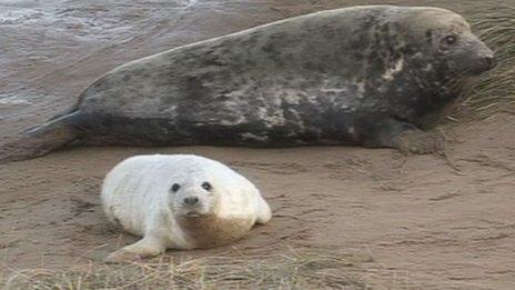 Seals at Donna Nook