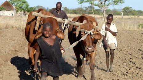 Two boys and a man ploughing a field with two oxen