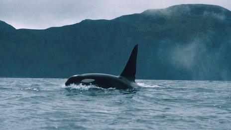 Killer whale