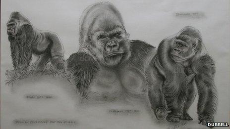 Silverbacks of Durrell, past and present