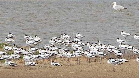 Avocets on Havergate Island