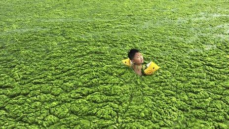 A boy swimming in algae-covered sea