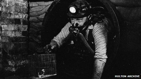 A miner with a canary at Dinas in the Rhondda in 1965