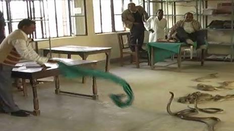 Snakes let loose in Indian office (Photo: Sateesh Srivastava)