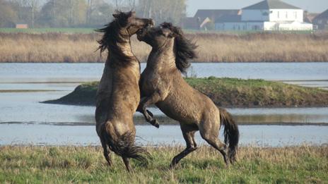 Konik horses