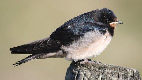 Barn swallow