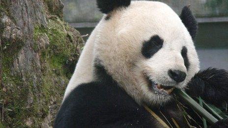 Yang Guang with bamboo Pic: Alison Maclean