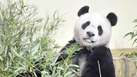 Yang Guang settles in to his new enclosure. Photo by Rob McDougall